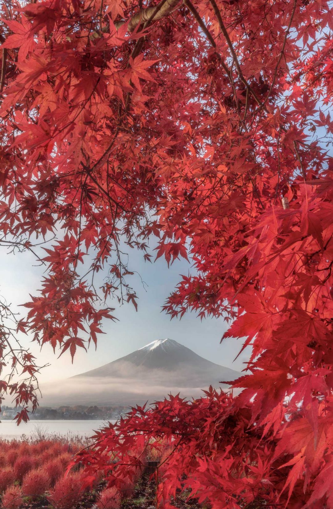 Shortlist viaggi - Autumn Leaves di Yukihito Ono
