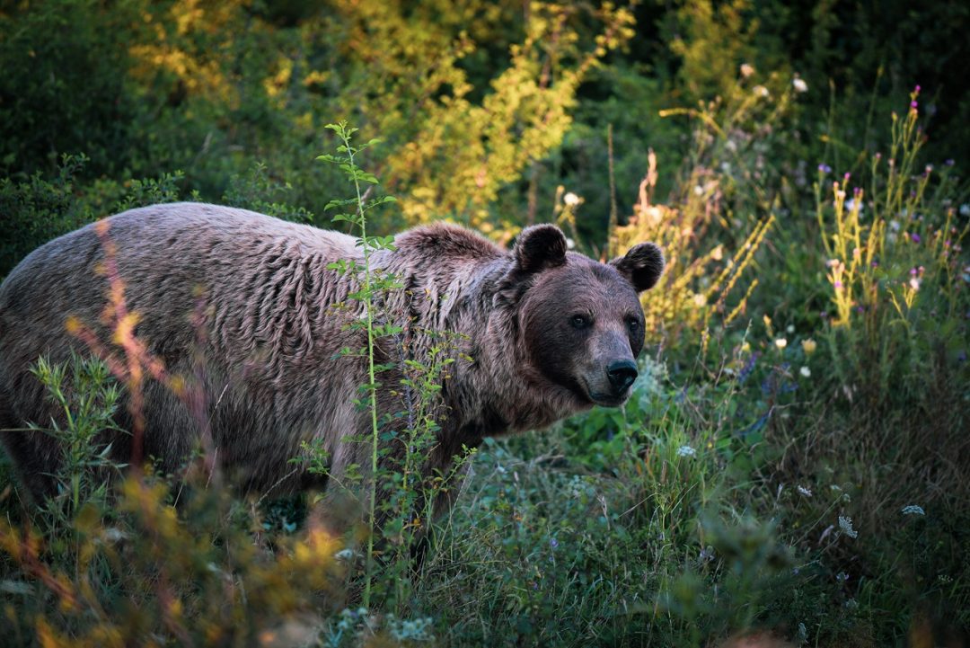 Il Bear Sanctuary Prishtina