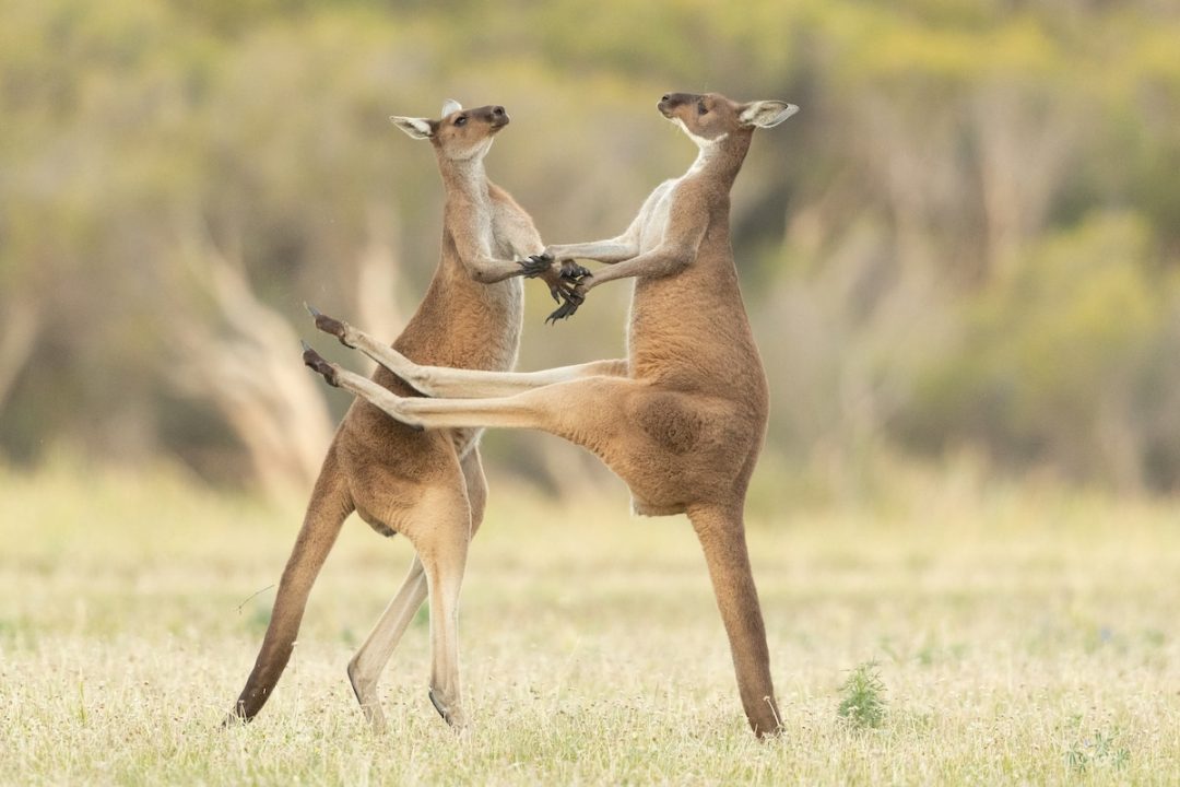 Animali che fanno ridere: le foto dei “Comedy Wildlife Photography Awards”