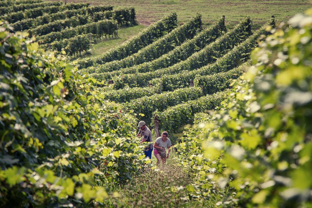 Nizza Monferrato e i vigneti del Nizza DOCG: le foto