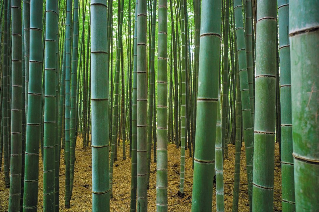 La forza del bambù