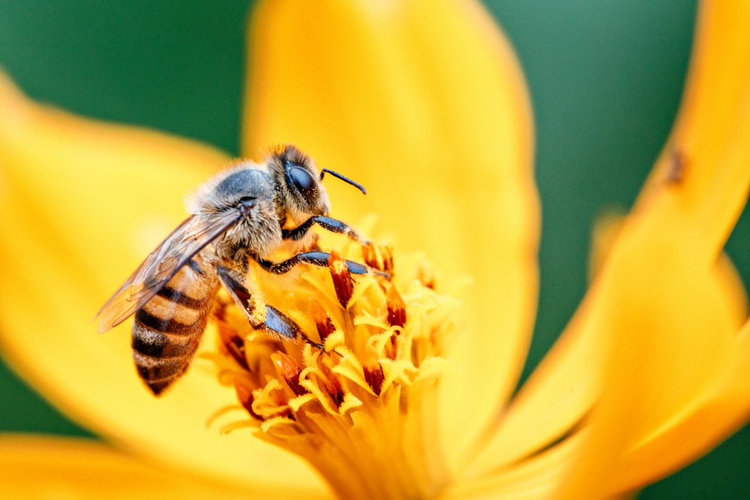 Giornata mondiale delle api: 20 maggio 