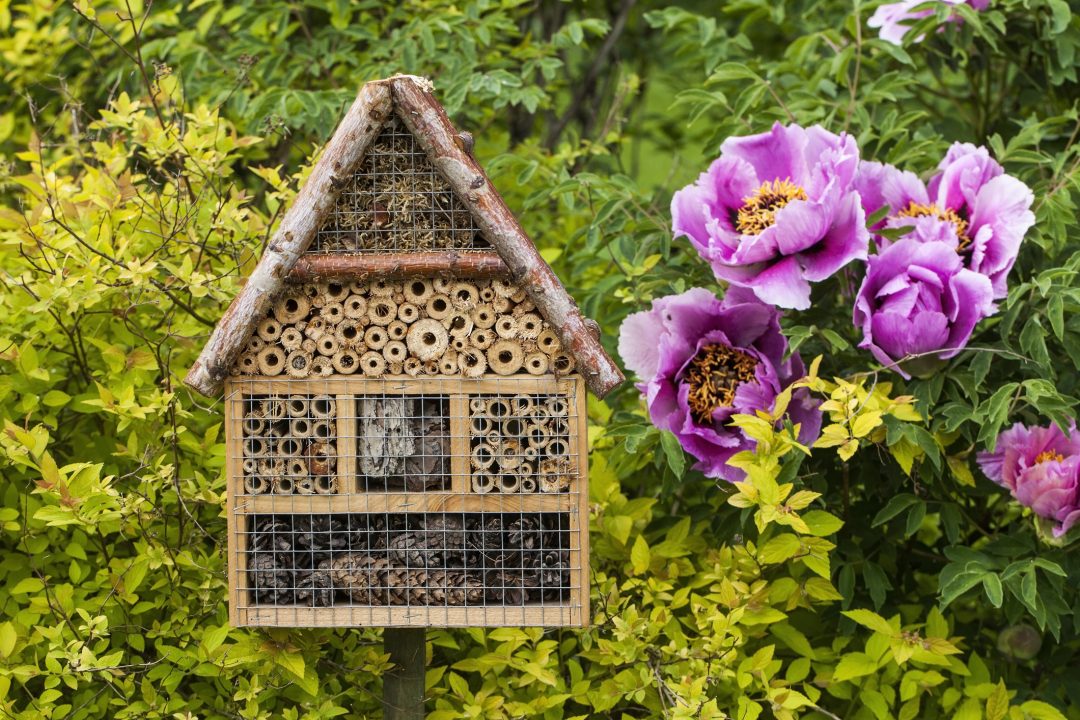 5 buone pratiche per aiutare le api nella quotidianità