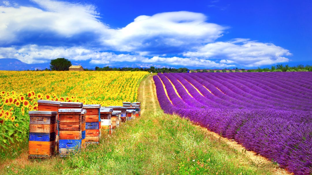 Agricoltura al servizio delle api