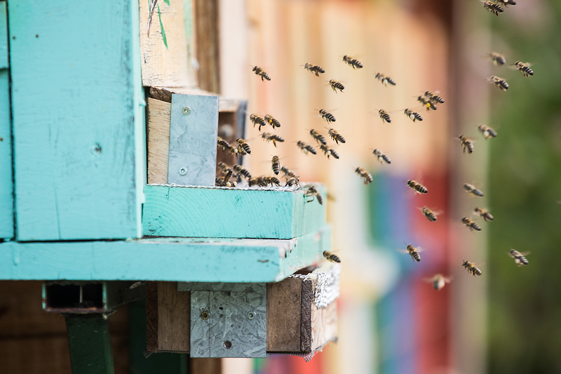 Alcuni dati sull’attività delle api nel mondo