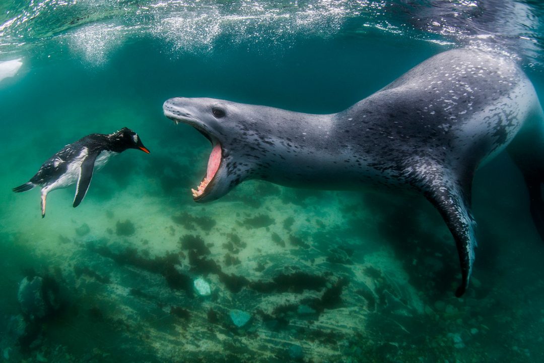 Canguri, vulcani, foche e barracuda: le straordinarie foto del concorso BigPicture 2021