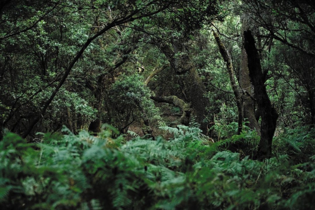El Hierro: l’isola delle Canarie dove sentire la forza della natura