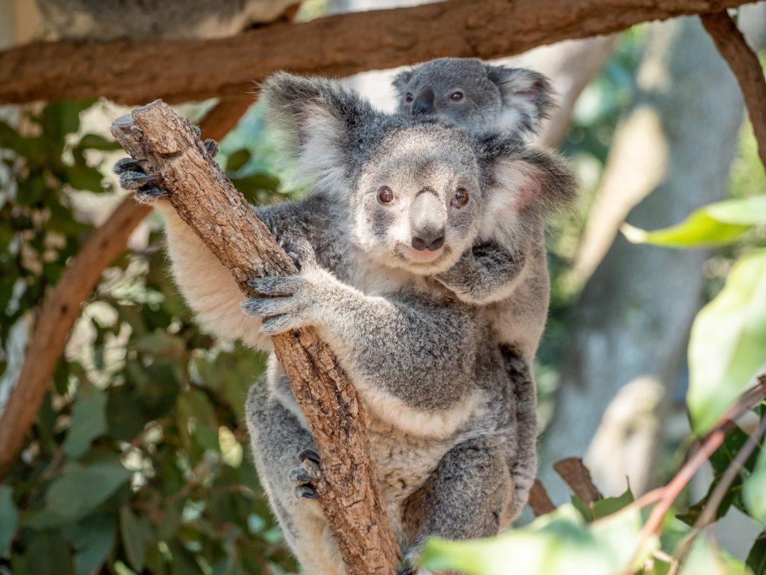 Dove avvistare (e coccolare) un koala in Australia