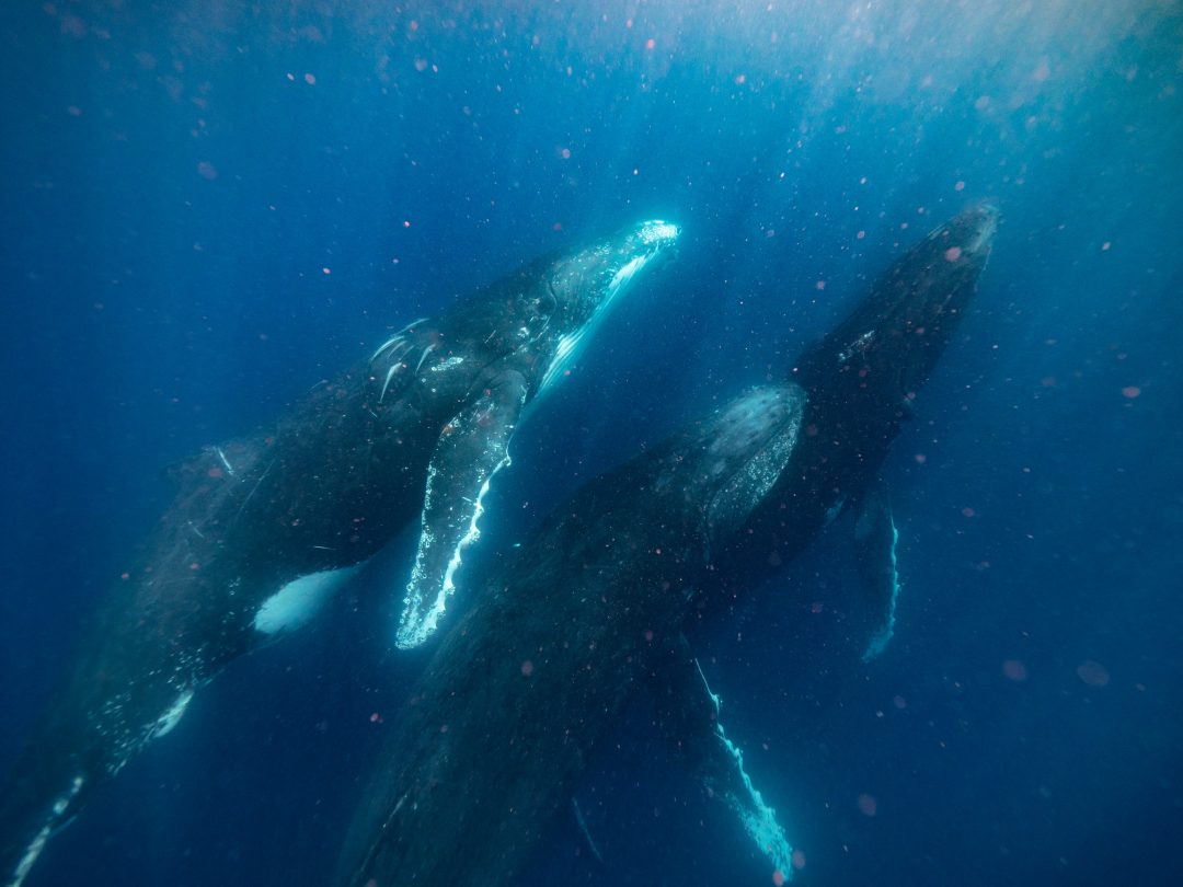 Dove avvistare le balene, i giganti dell’oceano