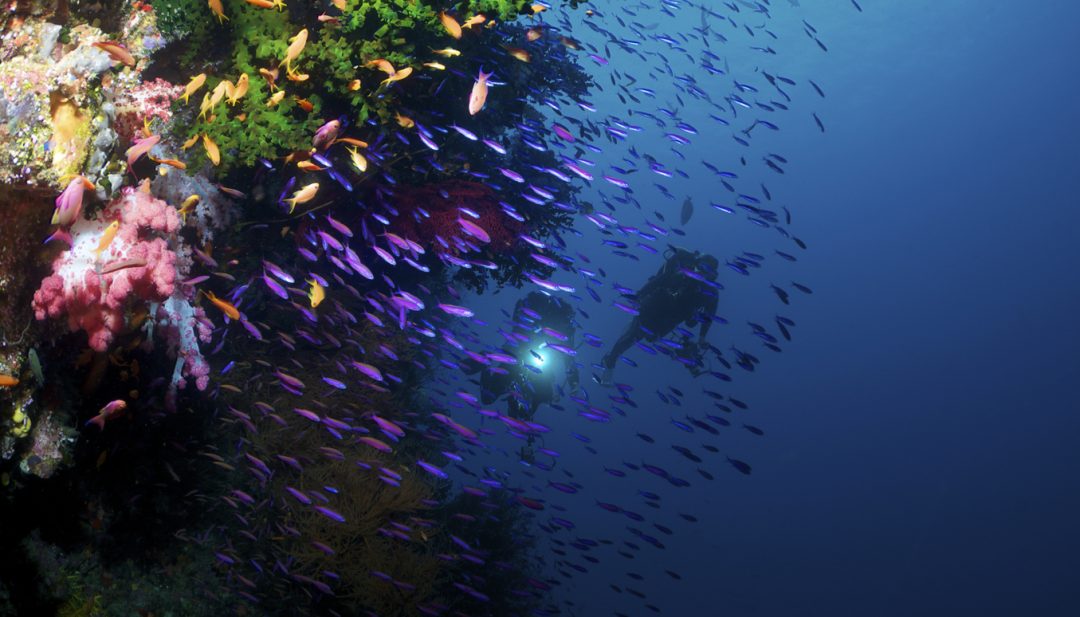 Le barriere coralline più belle del mondo per lo snorkeling