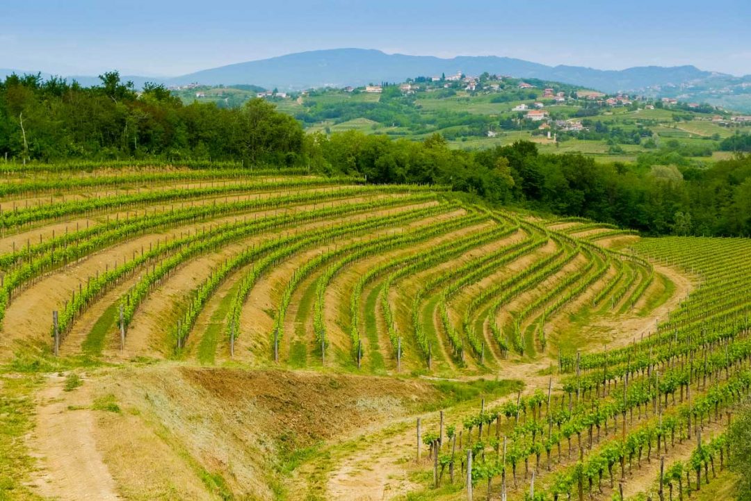 Colli orientali del Friuli e il Collio Goriziano