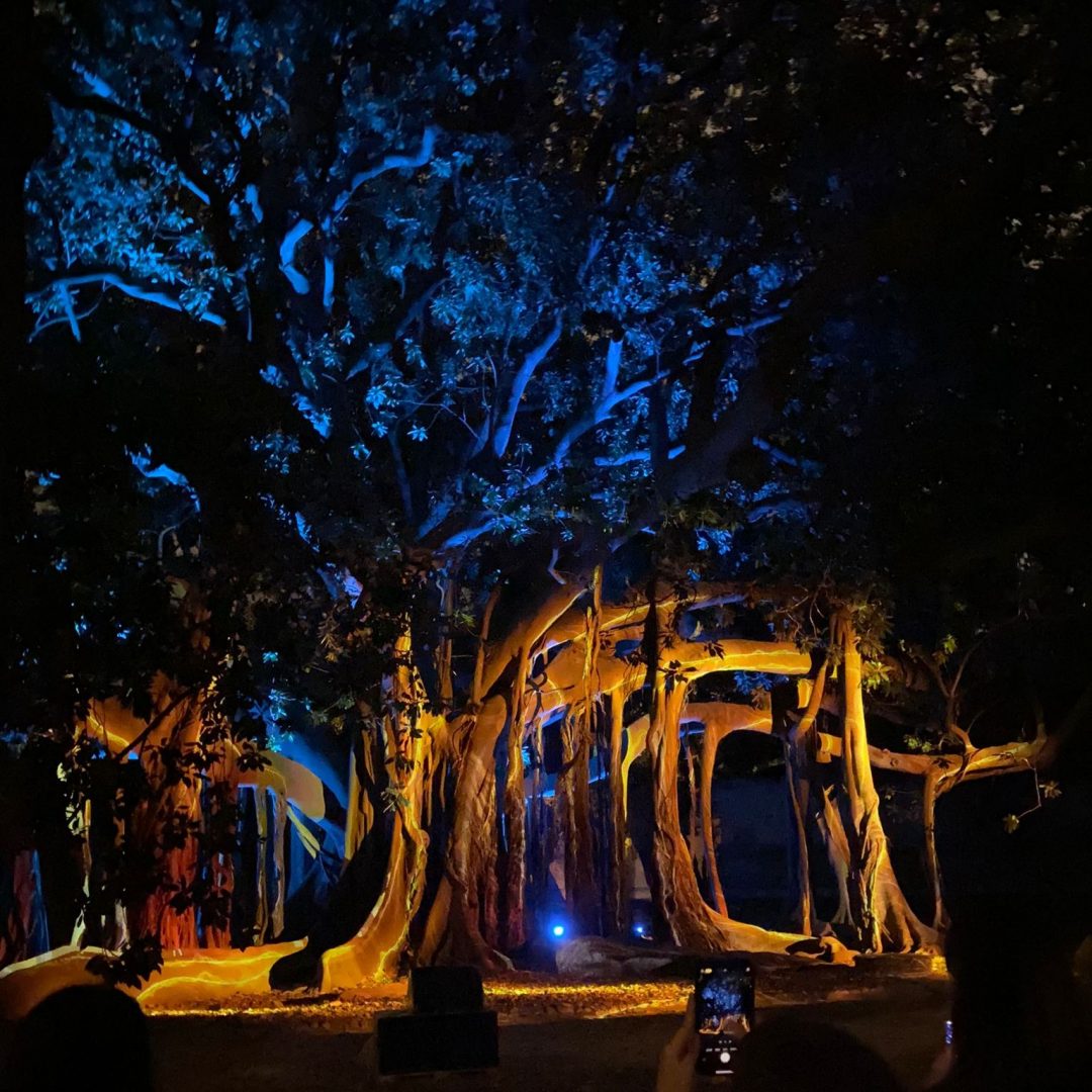 “Anima mundi”, l’Orto Botanico di Palermo si illumina con un’installazione multimediale