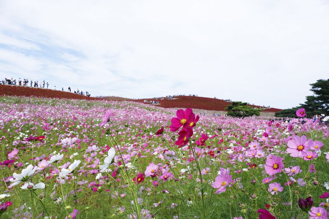 Ibaraki, tra campi di fiori, l'agenzia spaziale giapponese, statue e un antico santuario