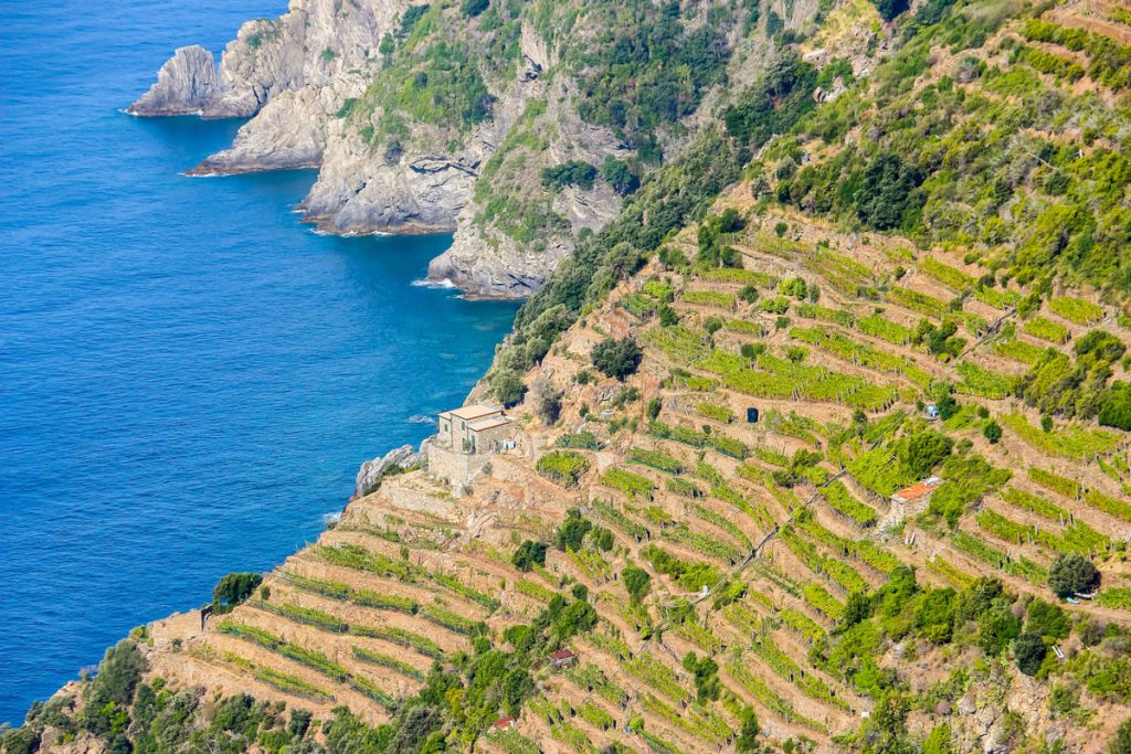 vigneti e i caratteristici terrazzamenti delle Cinque Terre