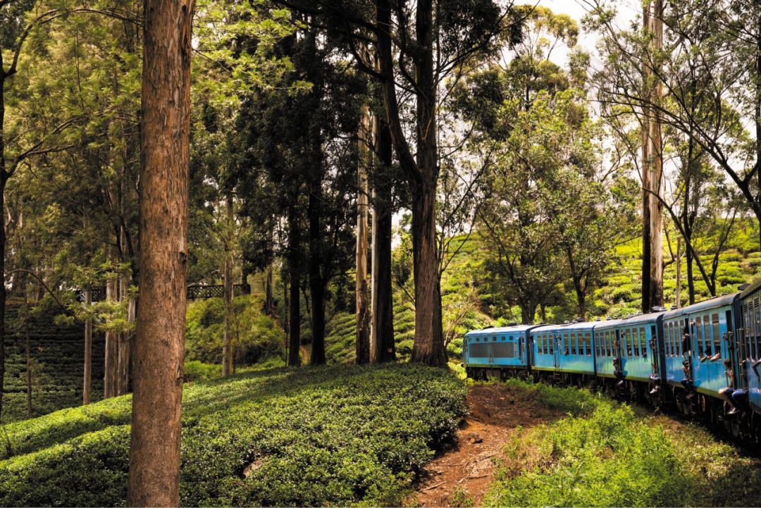 Sri Lanka, viaggio in un’altra dimensione. Tuffo nei colori e nei sapori della natura