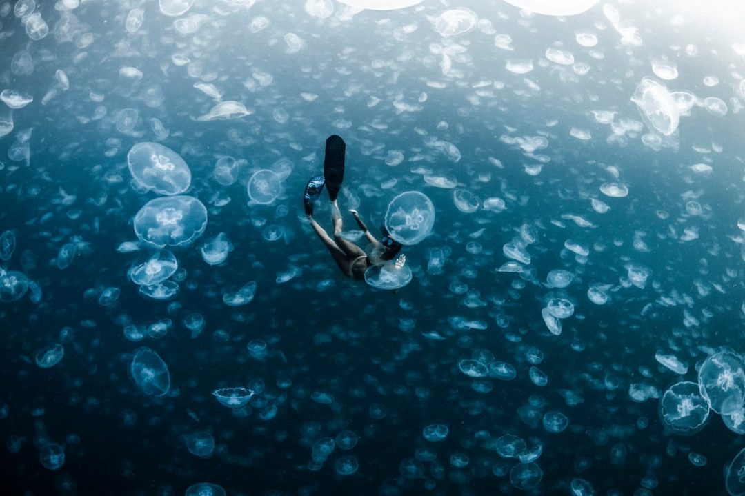 La fragile vita in fondo al mare: i vincitori degli Ocean Photography Awards