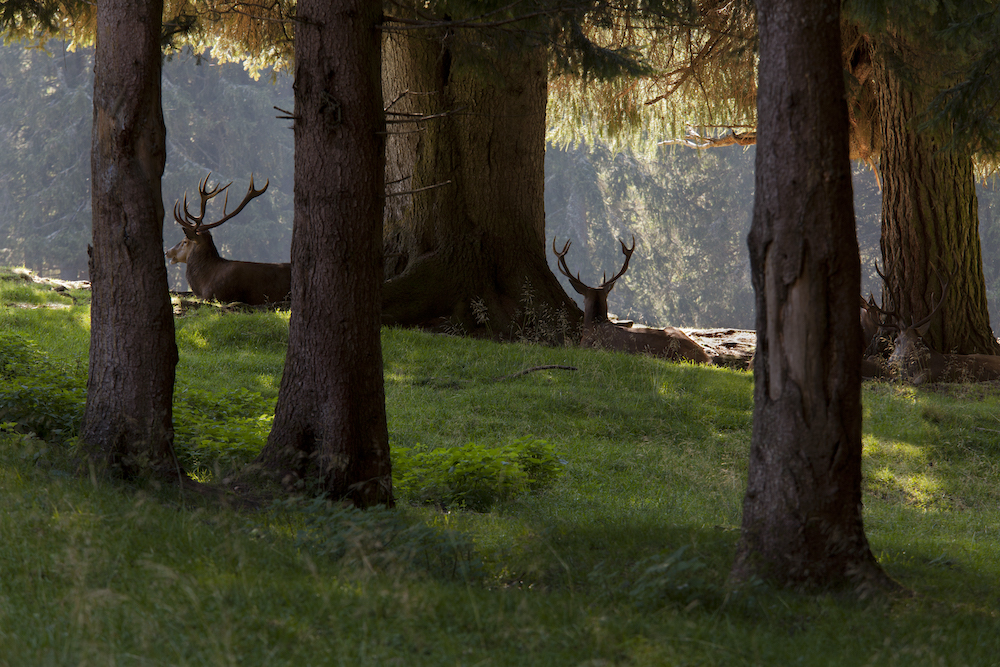 Deer, Paneveggio Pale di San Martino natural Park, Predazzo, Fiemme valley, Trento province, Trentino, Trentino Alto Adige, Italia, Italy