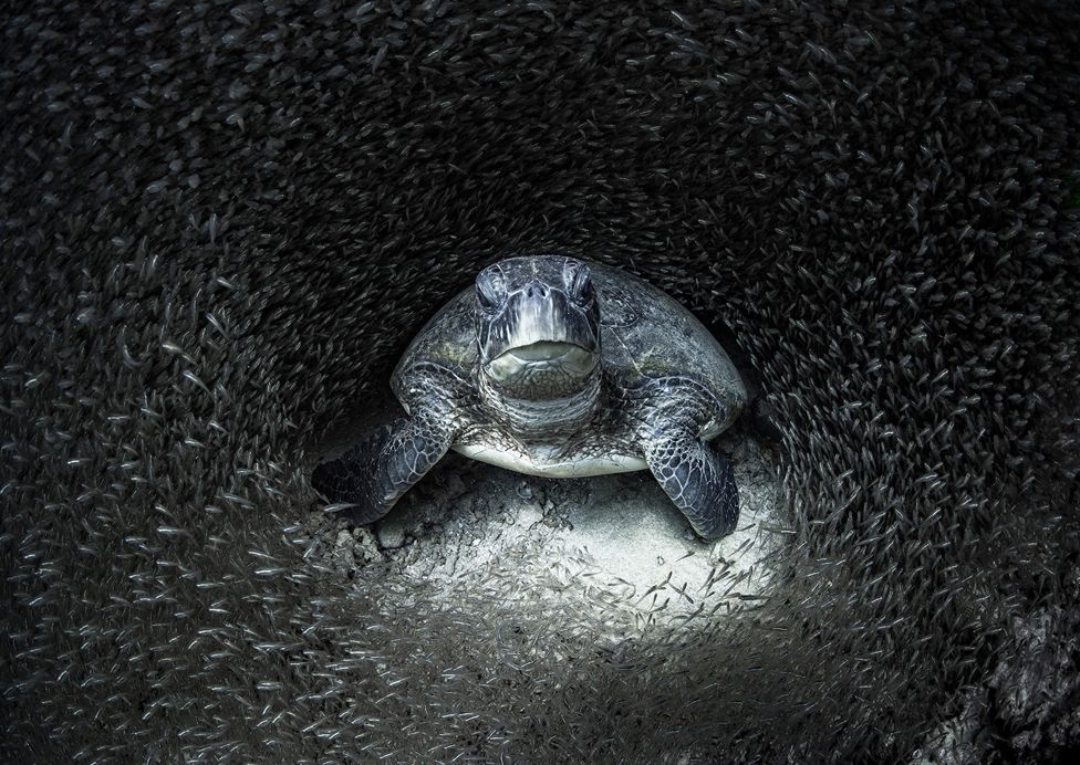 Ocean Photography Awards: il concorso che premia i migliori fotografi subacquei