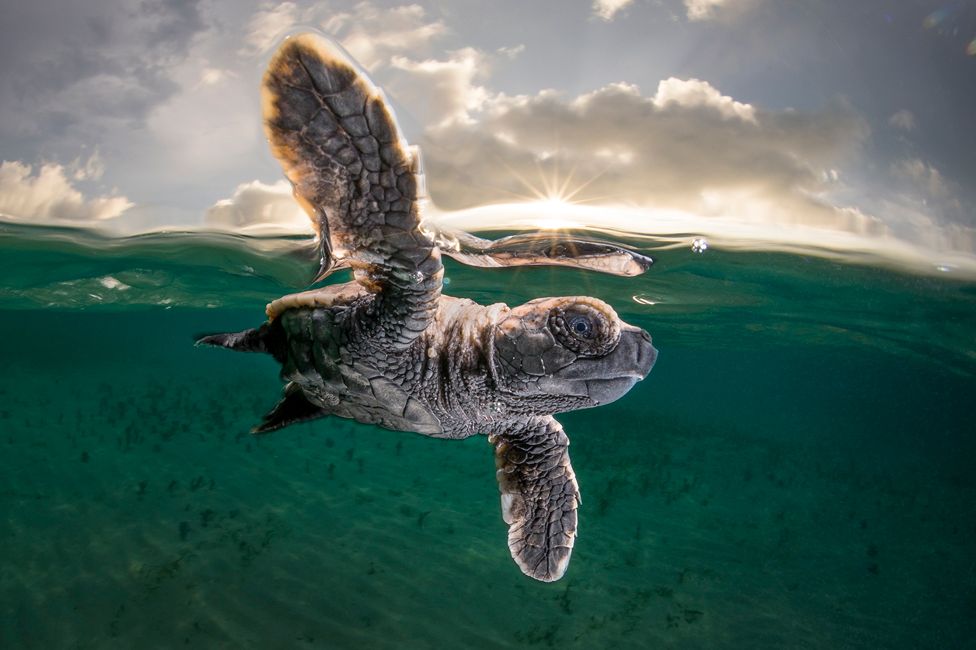 La fragile vita in fondo al mare: i vincitori degli Ocean Photography Awards