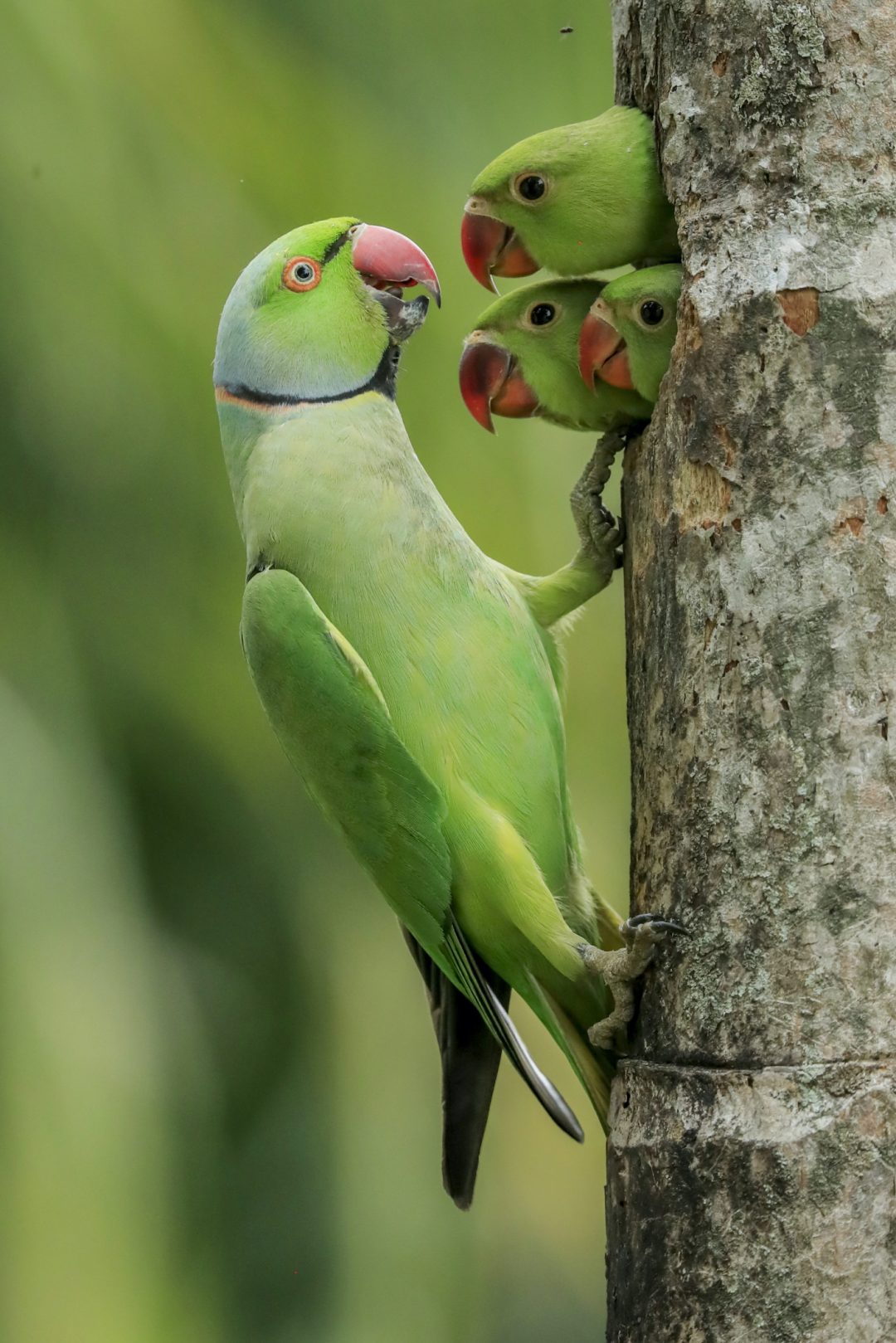 Il fascino della natura selvaggia: le foto più belle del Wildlife Photographer of the Year 2021