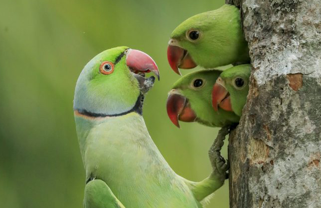 Wildlife Photographer of the Year 2021: le foto in finale