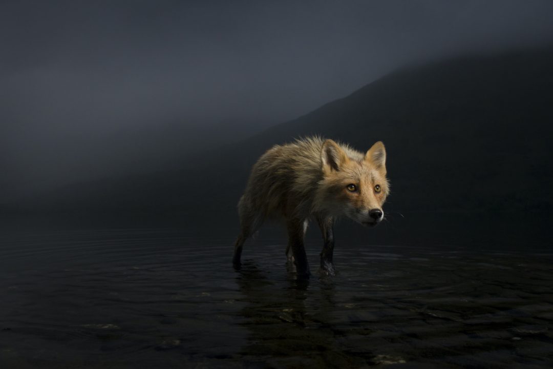 Il fascino della natura selvaggia: le foto più belle del Wildlife Photographer of the Year 2021
