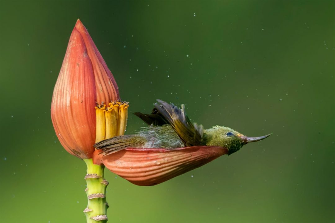 Bird Photographer of the Year