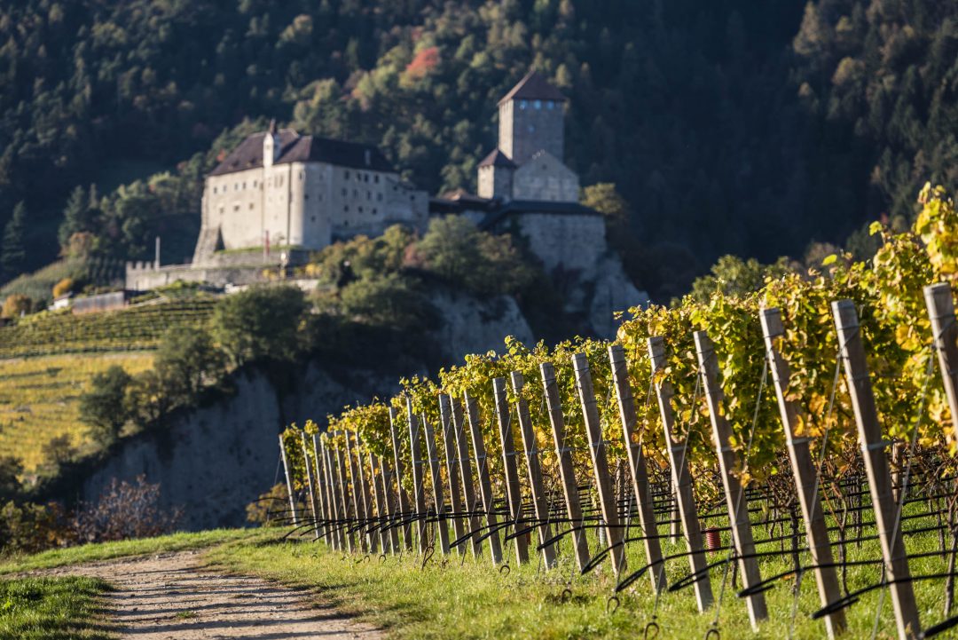 sentiero del vino a Tirolo sopra Merano