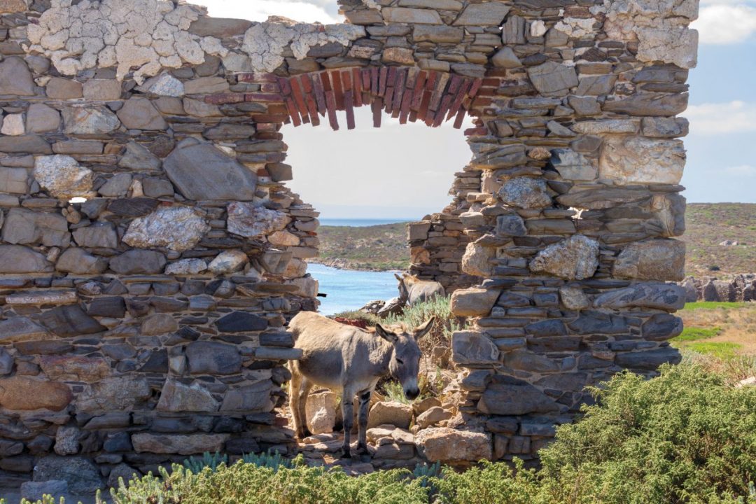 Asinara, il volto primordiale (e sostenibile) della Sardegna