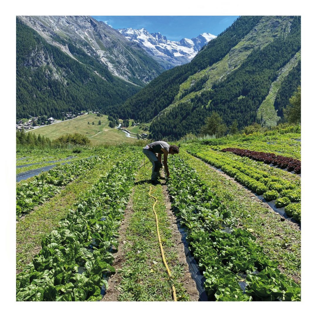Weekend a Cogne tra orti, vigne e botteghe: profumi e sapori d’autunno in Valle d’Aosta