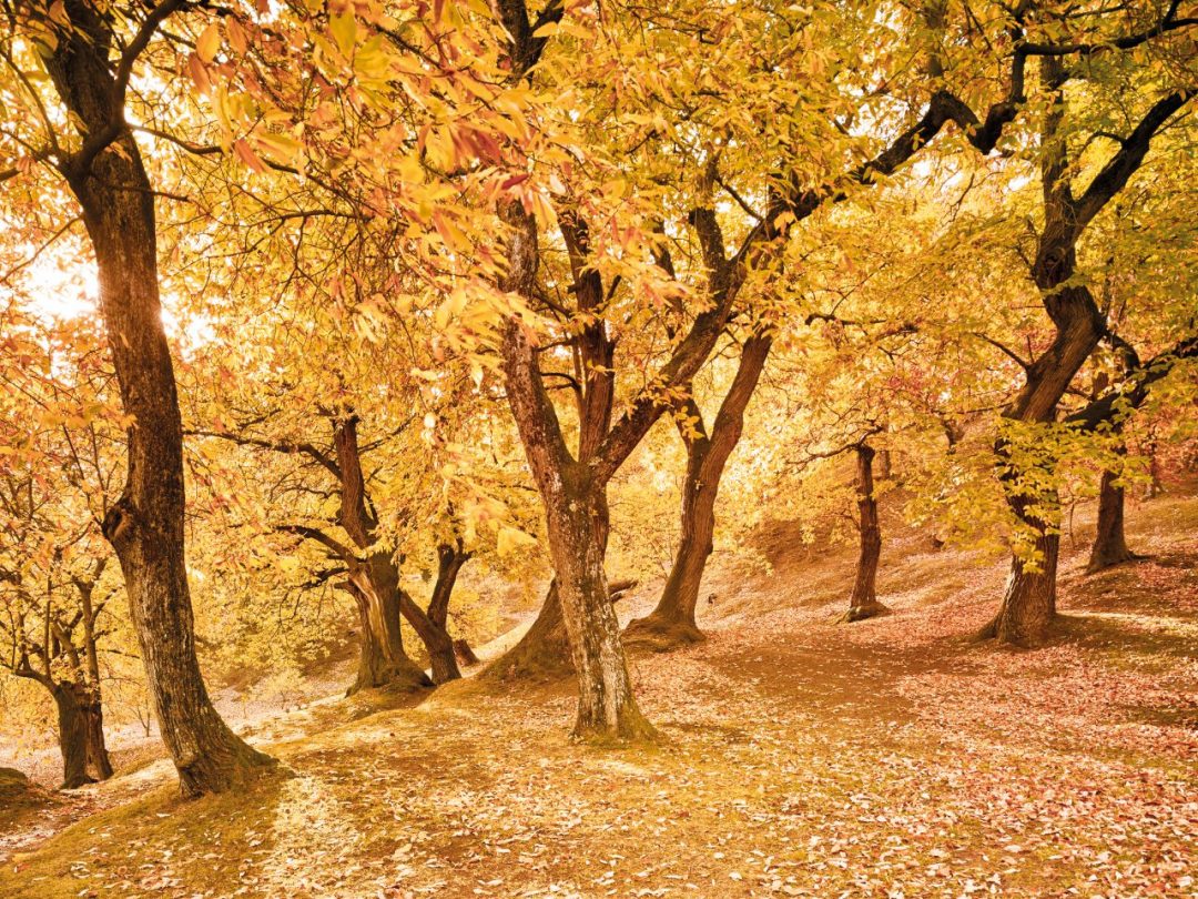 sentieri dei sapori d’autunno