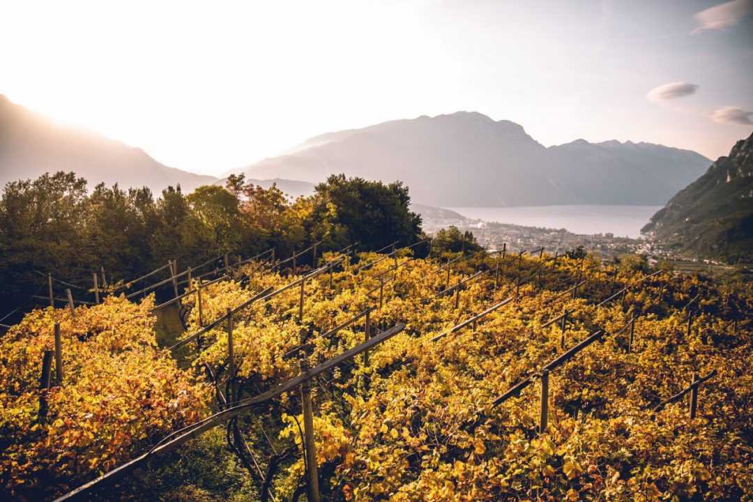 Trentino: una vacanza nella natura, tra vigne e musei a cielo aperto