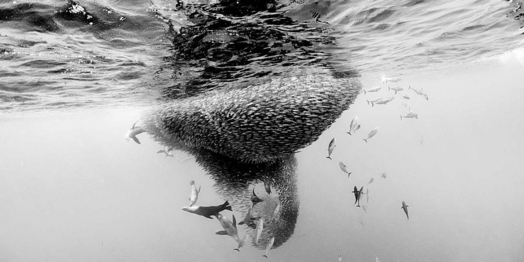 Le sorprendenti foto naturalistiche dell’European Wildlife Photographer of the Year