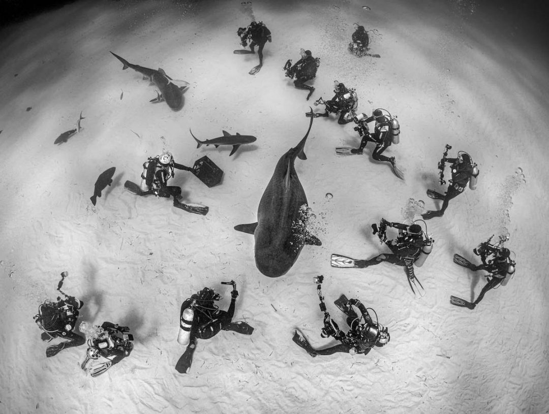 Le sorprendenti foto naturalistiche dell’European Wildlife Photographer of the Year