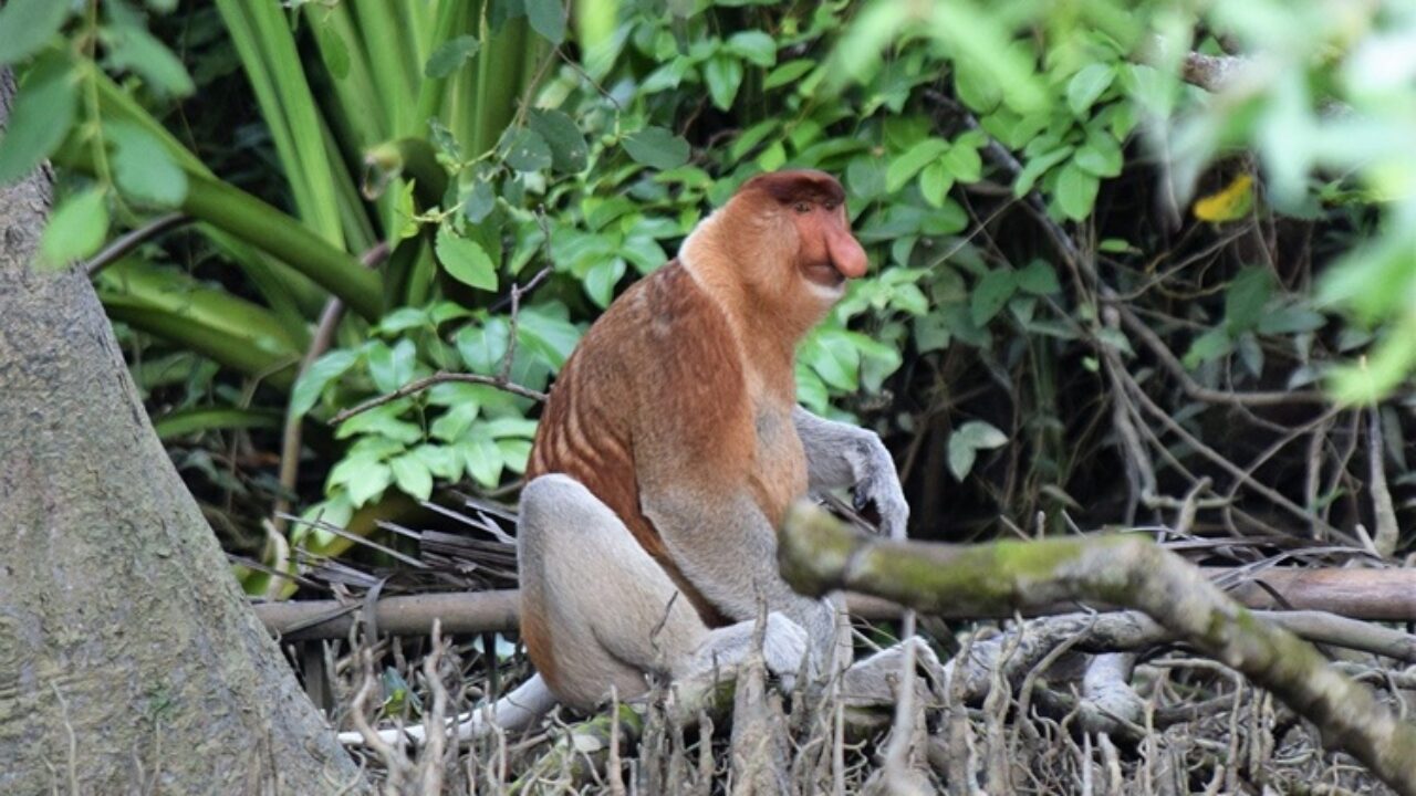 Regrow Borneo: la Malesia protegge il suo paradiso naturale con la riforestazione