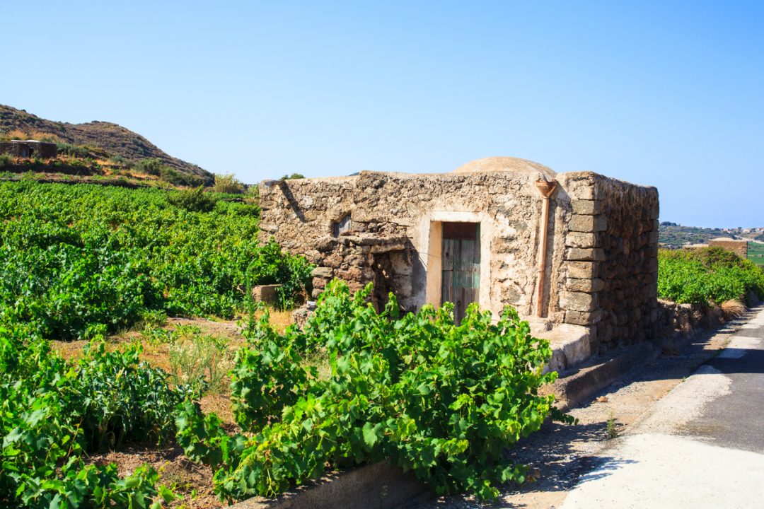 Vite ad alberello di Pantelleria