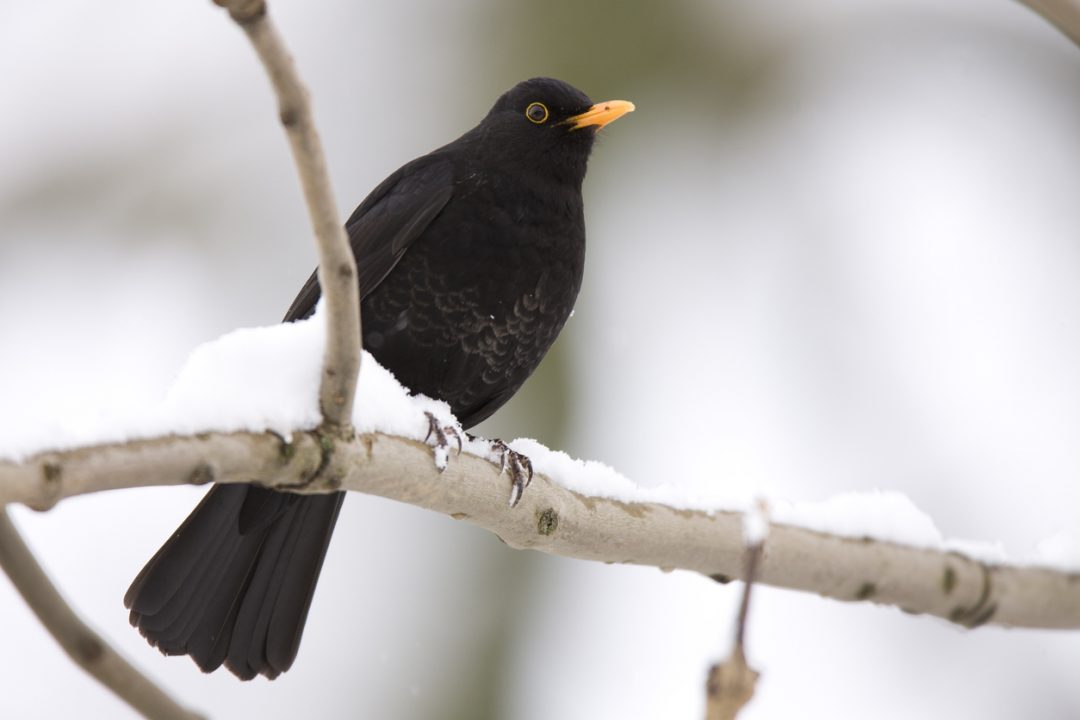 Come costruire mangiatoie per gli uccellini in inverno