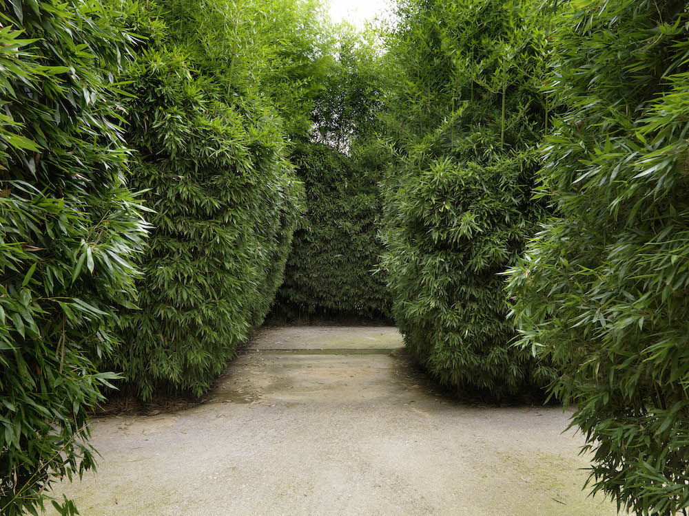 Il labirinto di bambù