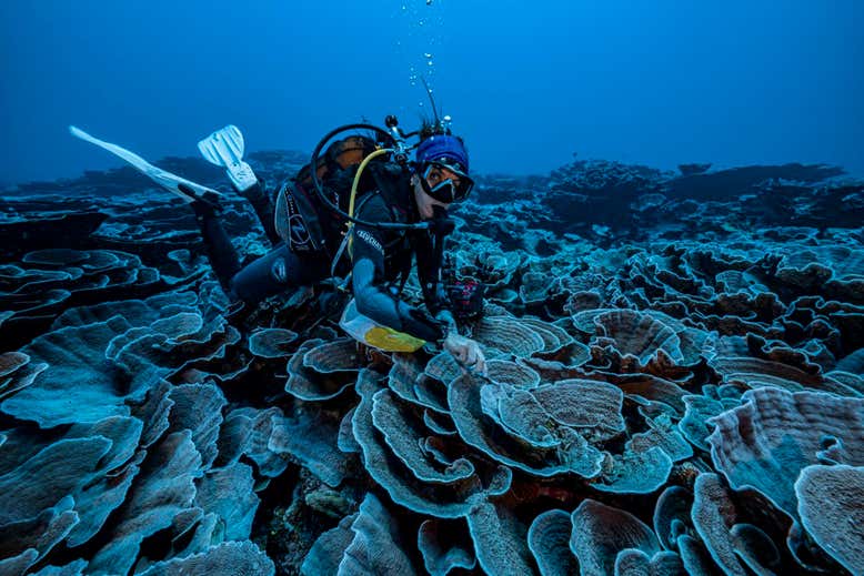 Tahiti: scoperta una gigantesca barriera corallina incontaminata, con coralli a forma di rosa