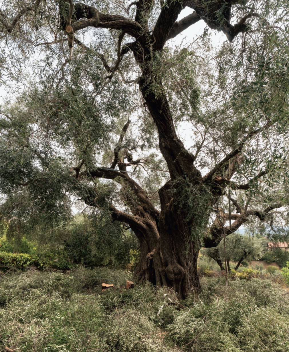 L’olivo millenario di Fara in Sabina