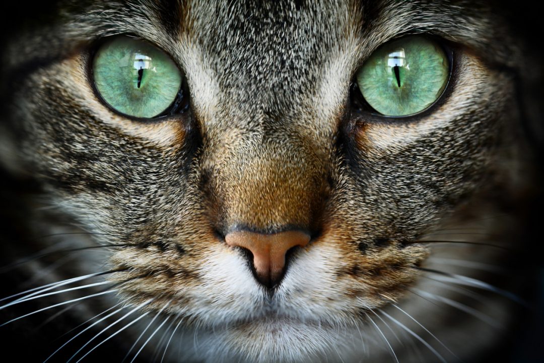 Curiosità sui gatti: un solo antenato per tutti