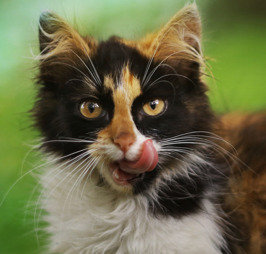 Curiosità sui gatti: i baffi