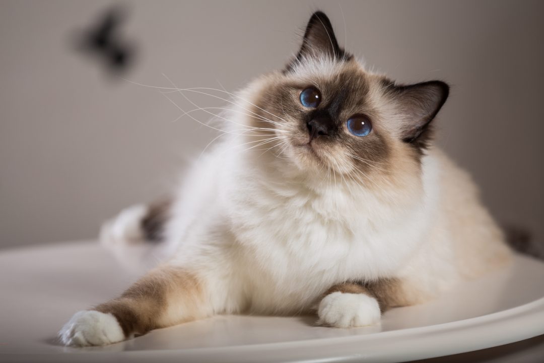 Curiosità sui gatti: chi è il protettore dei gatti?