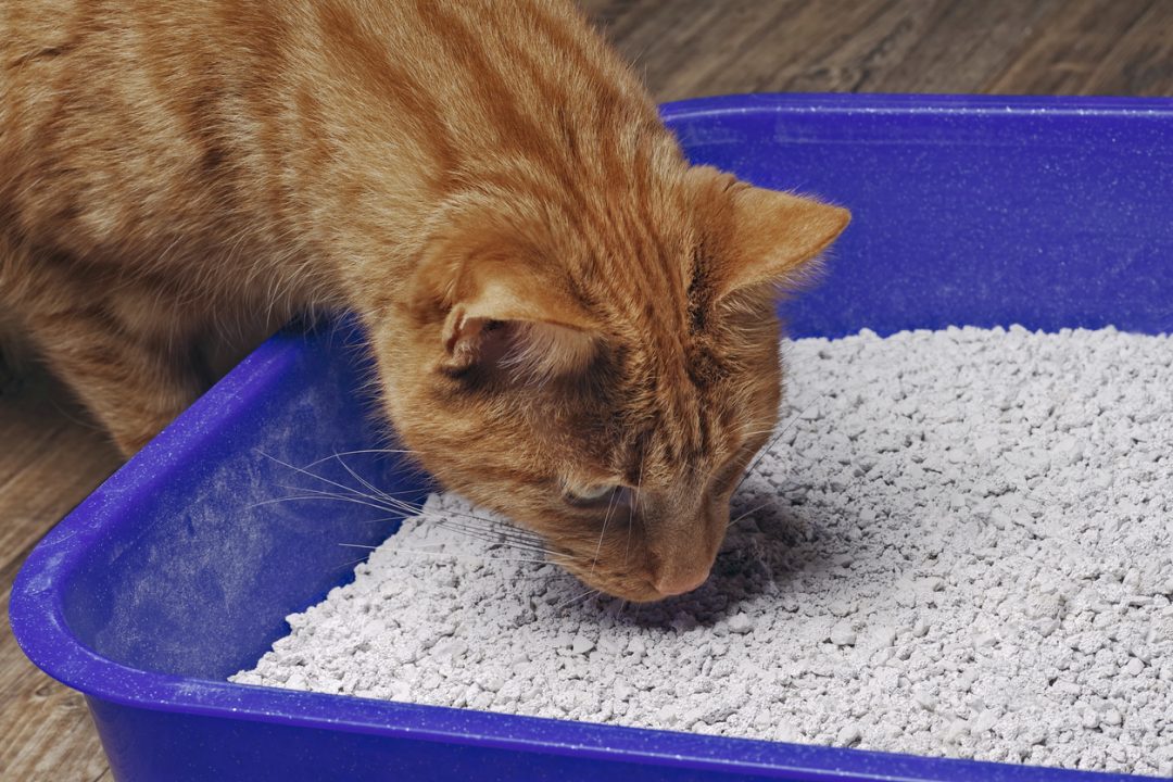 Curiosità sui gatti: pulizia e igiene felina