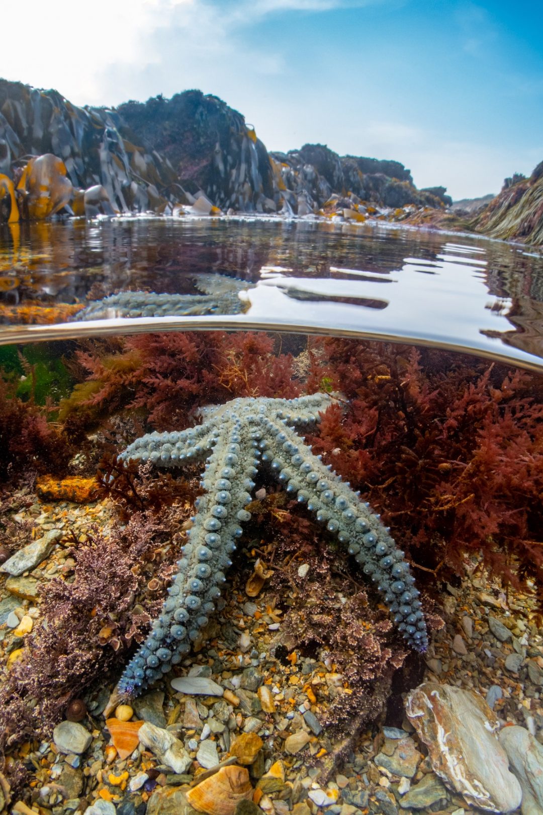 Creature fantastiche sott’acqua: i vincitori dell’Underwater Photographer of the Year 2022