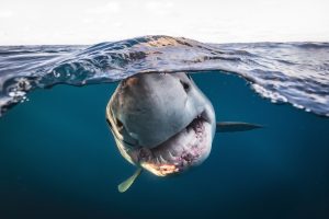 Creature fantastiche sott'acqua: i vincitori dell’Underwater Photographer of the Year 2022