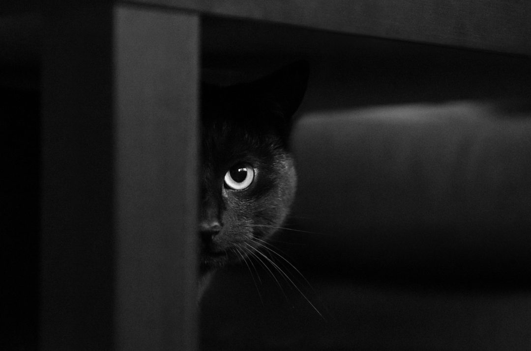 Curiosità sui gatti: perché si dice(va) che il gatto nero porta sfortuna