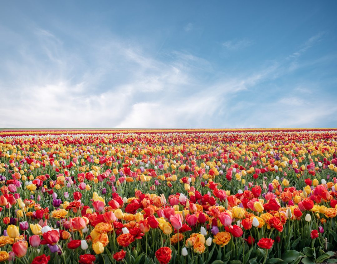La primavera da vicino: la fioritura dei tulipani in Italia