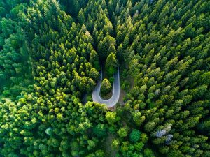 L'abbraccio degli alberi: 10 boschi da esplorare a piedi