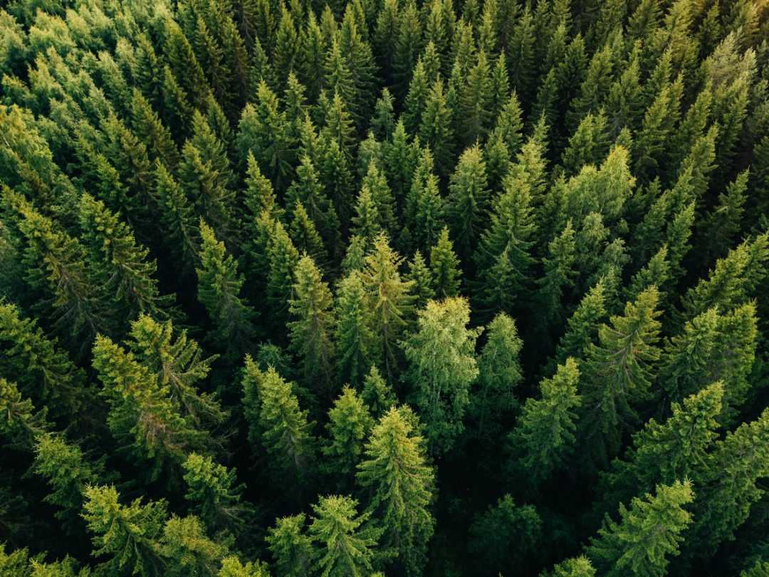 Giornata internazionale delle foreste 2022 